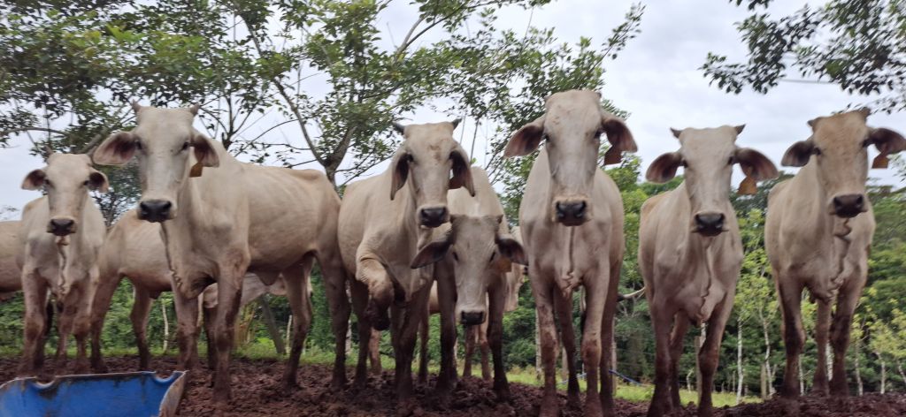 Novillas Nelore/Brahman de frente en el corral