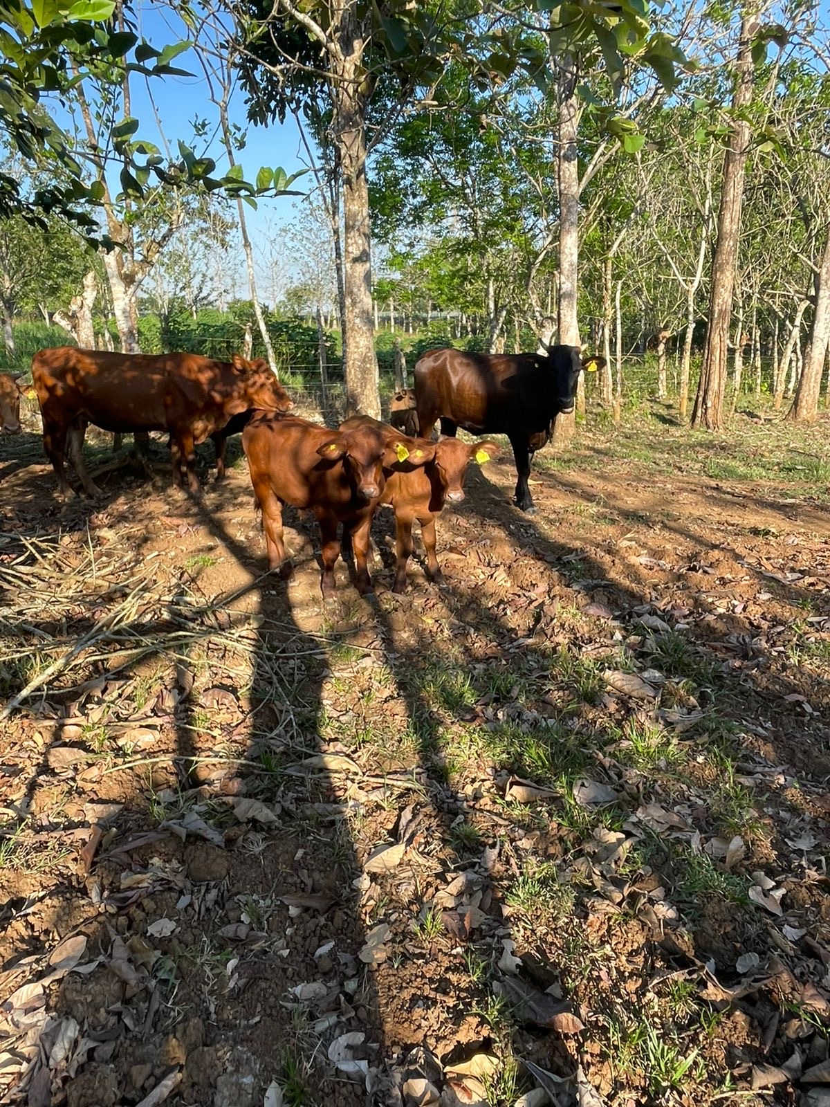 Lote de ganado Brangus y Wagyu en potrero
