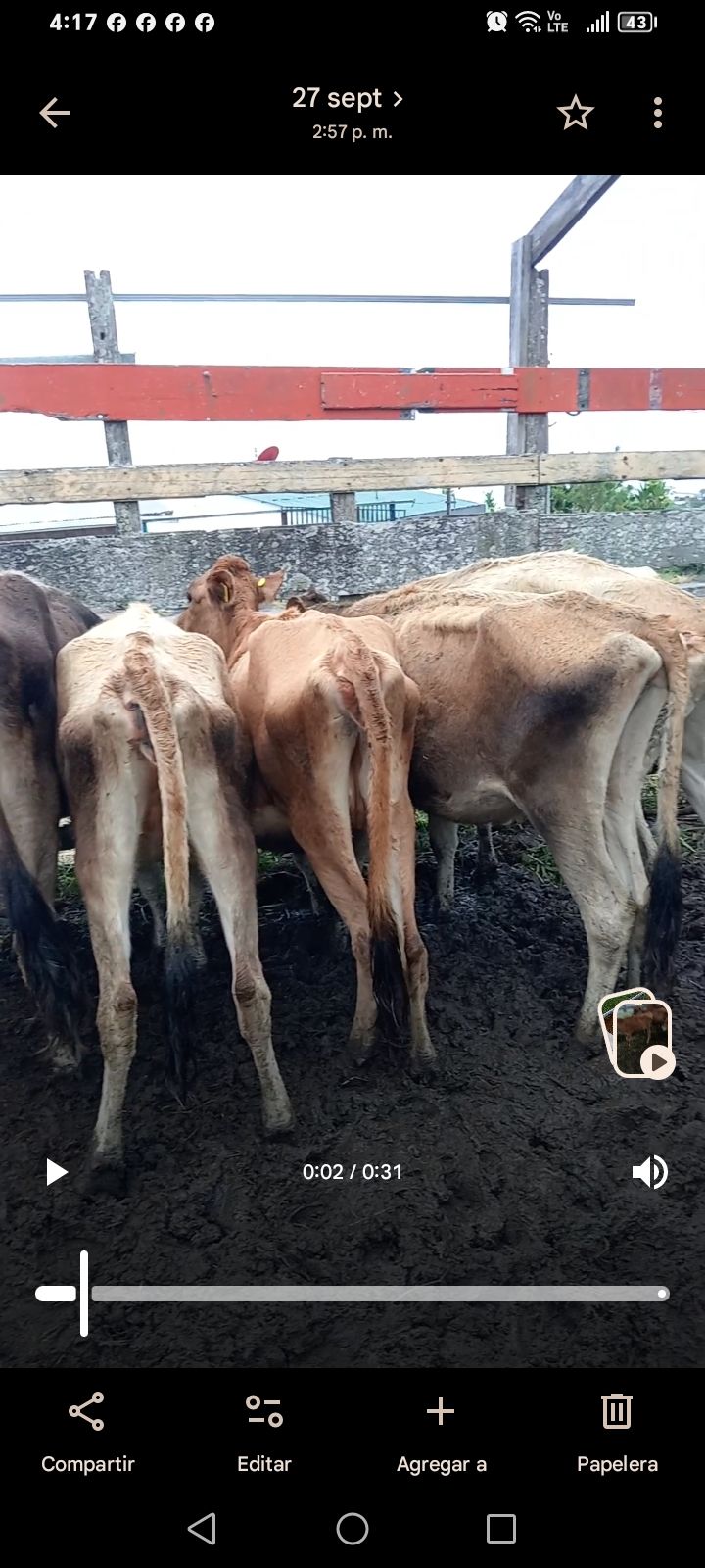 🐄 7 Jersey  · Paraiso  · 2 millones por el lote&nbsp;negociable