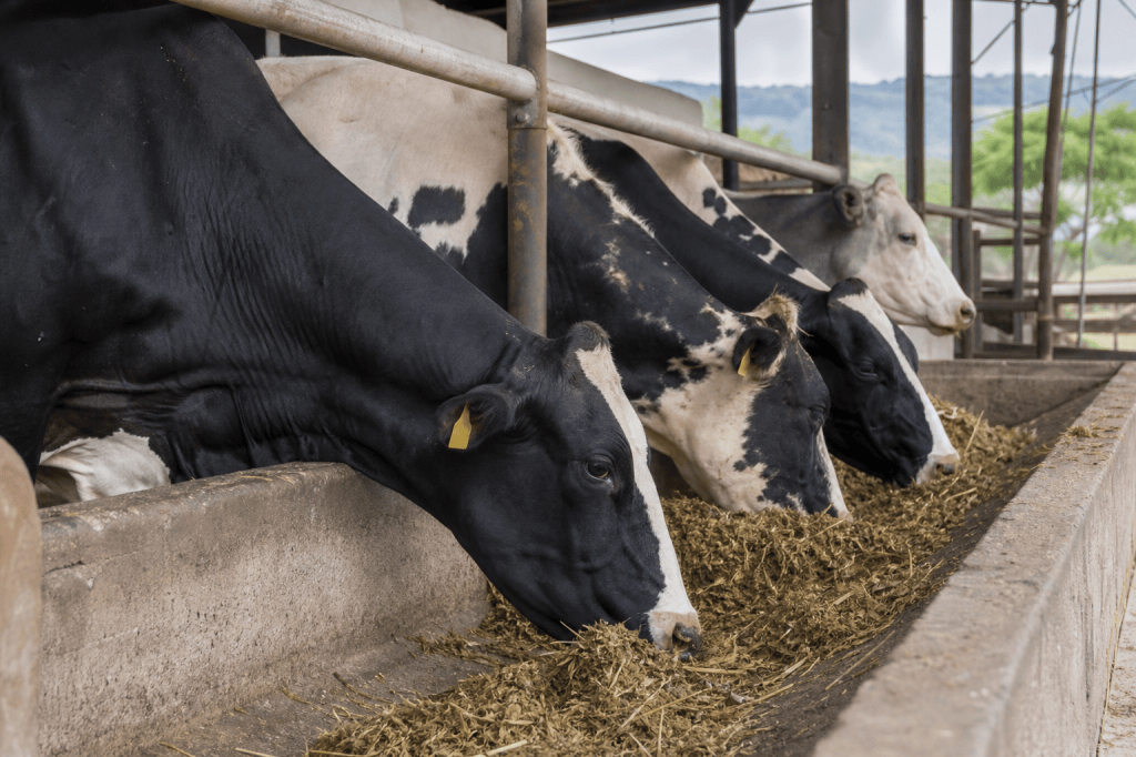 ¿Come igual la vaca antes y después del parto? Así ajusta la alimentación