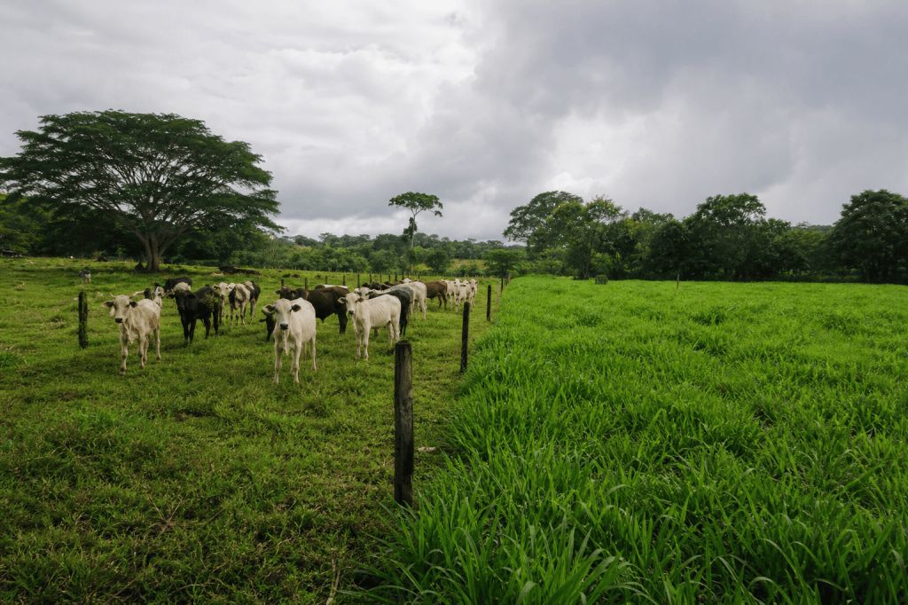 ¿Rota sus pastos por calendario? La lluvia cambia la cuenta en su finca