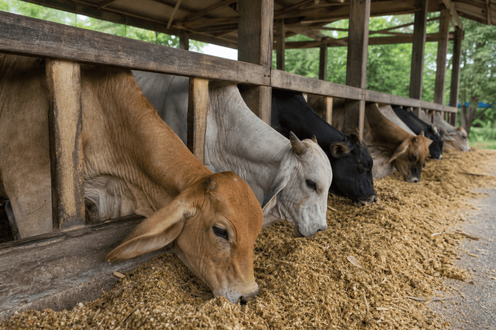 ¿Melaza, pulpa y cascarilla sirven igual para alimentar al ganado?