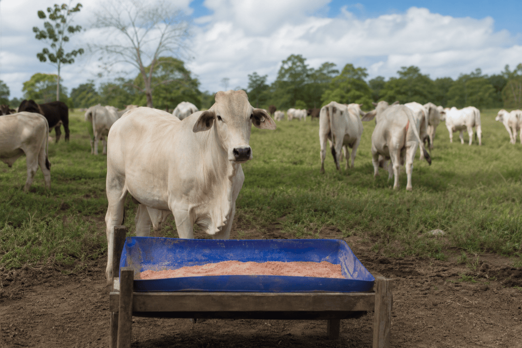 ¿Sirve la misma sal mineral para el ganado en todas las regiones de Costa Rica?