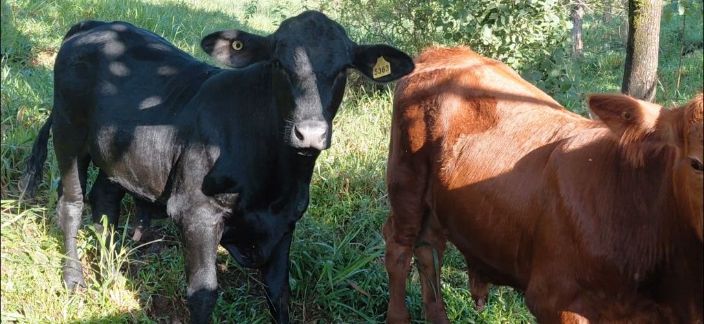 2 Brangus puros sin registro padres a la vista · Piedades sur de san ramon · 600000 colones cada uno
